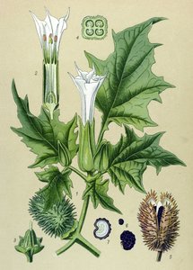 Botanische plaat, giftige plant: Datura stramonium door Unbekannter Künstler