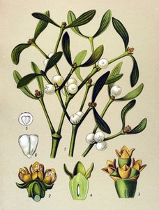 Botanische plaat, giftige plant: maretak (Viscum album)