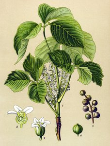 Botanisch bord, giftige plant: Klimop (Rhus toxicodendron) door Unbekannter Künstler