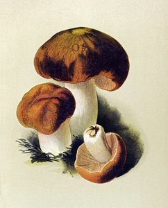 Botanische plaat met giftige schimmel: stinkende russula (Russula foetens)