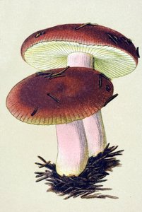 Botanisch bord met giftige schimmel: braakrussula (Russula emetica). door Unbekannter Künstler