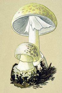 Botanische plaat met giftige schimmel: phalloid amaniet (Amanita phalloides) door Unbekannter Künstler
