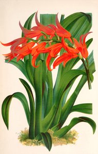 Botanische illustratie/Ada aurantiaca