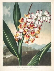 Botanische illustratie/Alpinia zerumbet, of bloem van mijn ziel, tranen van de maagd, gemberschelp of zelfs paradijsbloem door Unbekannter Künstler