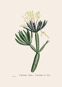 Botanische illustratie/Redoubt/Senecio kleinia/Senecon door William M. Timlin