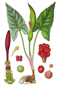 Botanische plaat: gevlekte aronskelk (Wilde aronskelk of Arum maculatum), een geneeskrachtige plant, historische chromolithografie