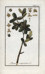 Buxus of altijd groene buxus (Buxus sempervirens). Lithografie uit 
