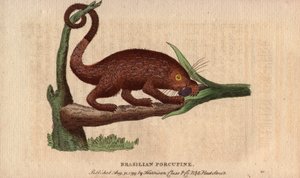 Braziliaanse epische varken (Coendou prehensilis)