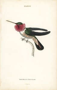 Breedstaartkolibrie, Selasphorus platycercus (Driekleurige kolibrie, Trochilus tricolor) - William Jardine