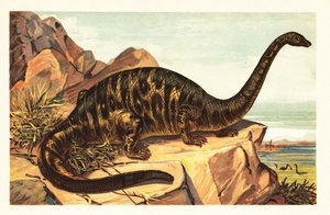 Brontosaurus excelsus, uitgestorven soort van gigantische viervoeter