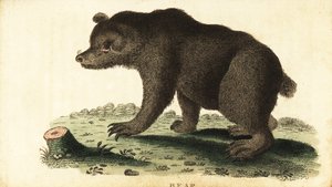 Bruine beer, Ursus arctos, 1800 (gravure)
