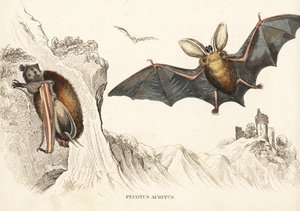 Bruine langoorvleermuis of gewone langoorvleermuis. Handgekleurde staalgravure uit Georg Friedrich Treitschke