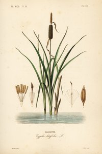 Lisdodde, Typha latifolia, Massette door Unbekannt
