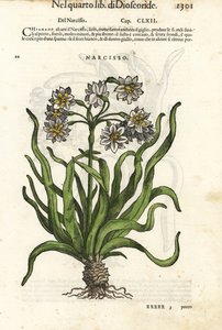 Trosbloemige narcis, Narcissus tazetta door Unbekannter Künstler