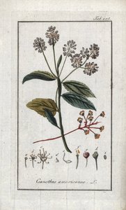Californische sering (Ceanothus americanus). Lithografie uit “Afbeelding der Artseny-Gewassen” door Johannes Zorn (1739-1799), Nederland