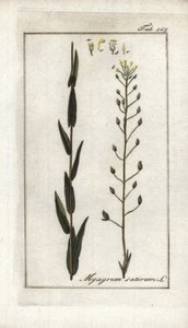 Camelina of valse vlas of sesam uit Duitsland (Camelina sativa). Lithografie uit “Afbeelding der Artseny-Gewassen” door Johannes Zorn (1739-1799), Nederland door Unbekannter Künstler