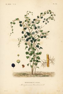 Canadese maanzaad of gele parilla, Menispermum canadense, Menisperme du Canada door Unbekannt
