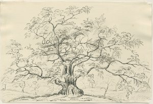 Cannock Chase: pen- en potloodtekening, nd [?19e eeuw] door Unbekannt