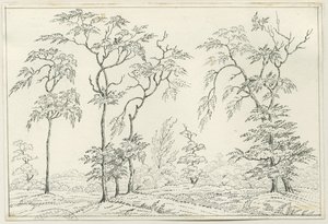Cannock Chase: pen en potloodtekening, nd [?19e eeuw] door Unbekannt
