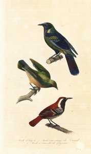 Kaapse spreeuw, bokmakierie en roestbruine miervogel