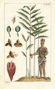 Kardemomboom, Elettaria cardamomum