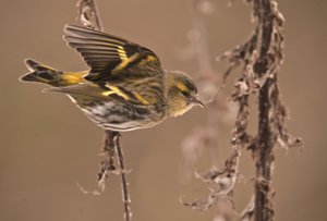 Carduelis spinus/Elzen Sijs/Eurasian Siskin door William M. Timlin