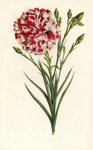 Anjer hybride, Louis Napoleon, Dianthus caryophyllus. Handgekleurde lithografie uit Louis van Houtte en Charles Lemaire