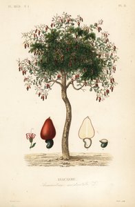 Cashewboom door Unbekannt