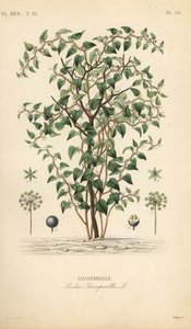 Katbraam of kattenbraam, Smilax glauca, Smilax sarsaparilla, Handgekleurde staalgravure door Debray naar een botanische illustratie door Edouard Maubert uit Pierre Oscar Reveil, A door Unbekannt