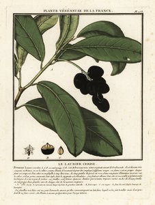 Laurierkers, Prunus laurocerasus door Unbekannter Künstler