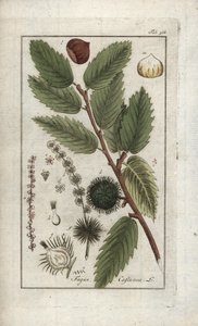 Kastanje (Castanea sativa). Lithografie uit “Afbeelding der Artseny-Gewassen” door Johannes Zorn (1739-1799), Nederland