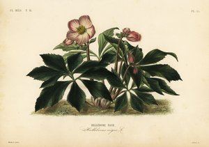 Kerstroos of zwart nieskruid, Helleborus niger