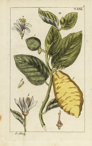 Citroen met fruit, bladeren en bloemen, Citrus medica door Unbekannter Künstler