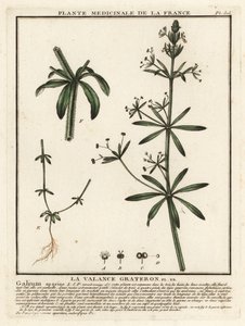Kleefkruid, Galium aparine door Unbekannter Künstler