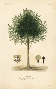 Kruidnagelboom