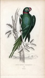 Halsbandparkiet. Lithografie van Joseph Kidd, gebaseerd op een tekening van John Audubon, in Miscellany of Natural History: Parrots, Sir Thomas DiK Lauder en Captain Thomas Brown, gepubliceerd in Edinburgh, Schotland, in 1833 door Unbekannter Künstler