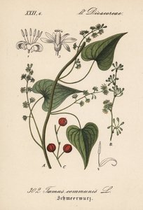 Gewone Driver of gras voor mishandelde vrouwen - Zwarte bryony, Tamus communis. Handgekleurde lithografie uit Diederich von Schlechtendal