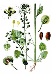 Gewone lepelblad, Cochlearia officinalis