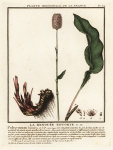 Gewone adderwortel, Persicaria bistorta door Unbekannter Künstler