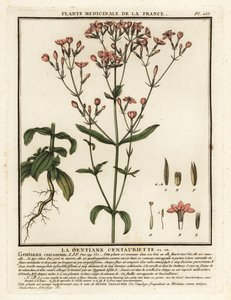 Gewone duizendguldenkruid, Centaurium erythraea door Unbekannter Künstler