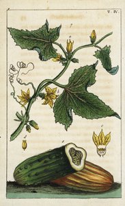 Komkommer, Cucumis sativus door Unbekannter Künstler