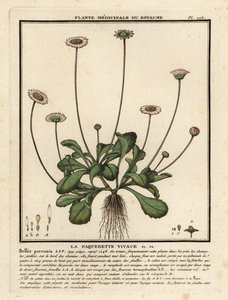 Madeliefje, Bellis perennis door Unbekannter Künstler