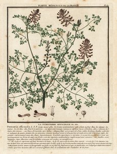Duivenkervel, Fumaria officinalis door Unbekannter Künstler