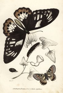 Gewone groene vogelvleugel, Ornithoptera priamus, vlinder, rups en pop, en valse Apollo, Archon apollinus (Doritis apollinus). Handgekleurde lithografie uit Georg Friedrich Treitschke