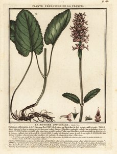 Gewone andoorn, Stachys officinalis