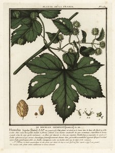 Hop, Humulus lupulus door Unbekannter Künstler