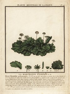 Gewone levermos, Marchantia polymorpha