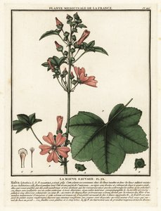 Kaasjeskruid, Malva sylvestris