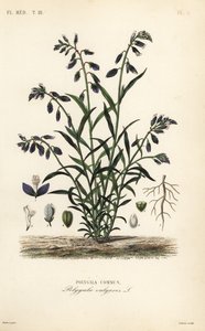 Gewone vleugeltjesbloem, Polygala vulgaris door Unbekannt