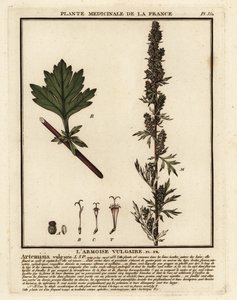 Bijvoet, Artemisia vulgaris door Unbekannter Künstler